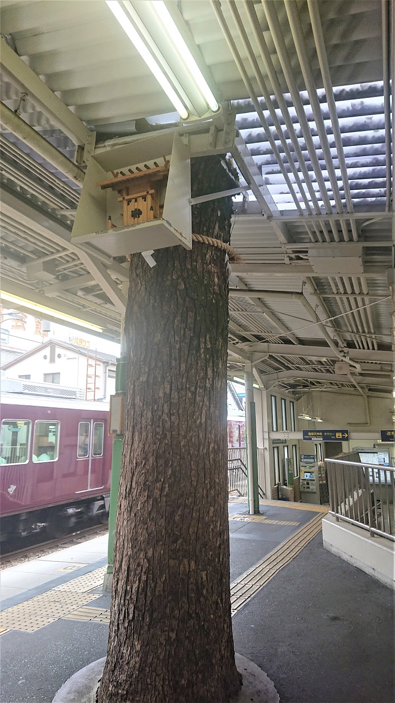 阪急服部天神駅の構内にあるご神木には、屋根との境目には神棚がある