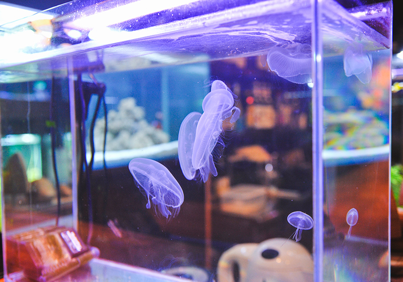 天五中崎通り商店街にあるアクアリウムバー「深海BAR THE DEEP」の店内にディスプレイされいるクラゲ