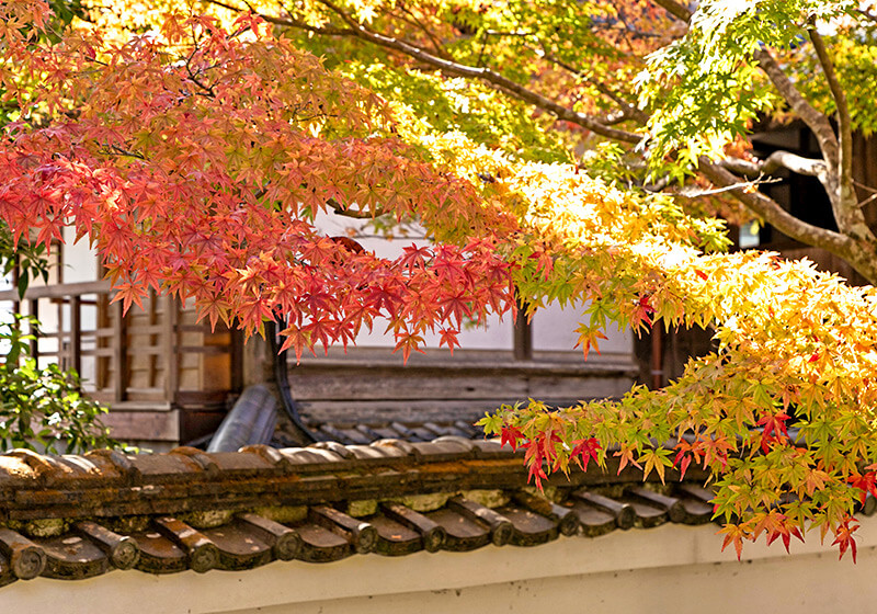 神峰山寺の伽藍を背景に、紅葉のグラデーションが美しい