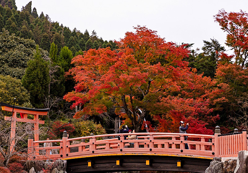 勝尾寺の境内にはいたるところに紅葉があります