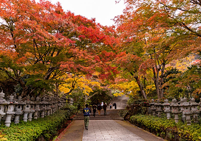 勝尾寺境内にある灯篭の間を抜ける道。紅葉に包まれたトンネルのような空間