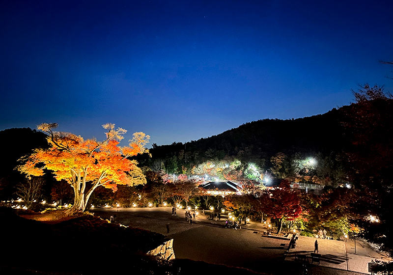 光を当てた紅葉が輝いて見える勝尾寺の秋