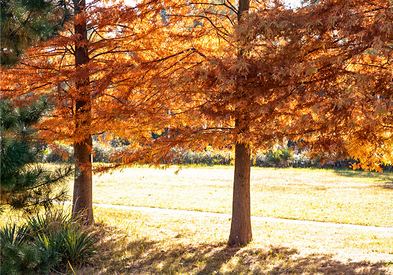 昔話に登場しそうな山田池公園の秋の風景