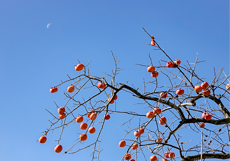 青空と山田池公園の柿の木