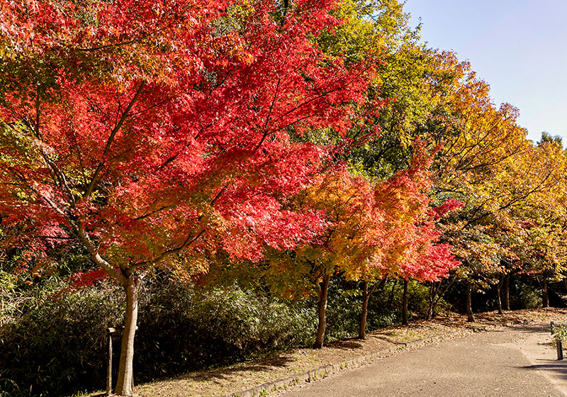 山田池公園のもみじ谷。赤く染まった紅葉が美しい