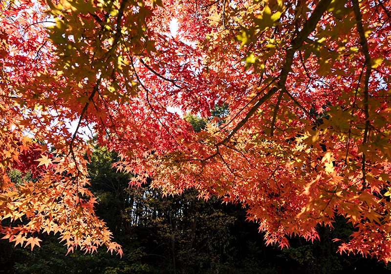 空から紅葉が降り注ぐような、山田池公園もみじ谷の景色