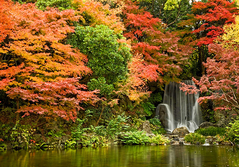 万博記念公園の紅葉と滝のコラボレーション