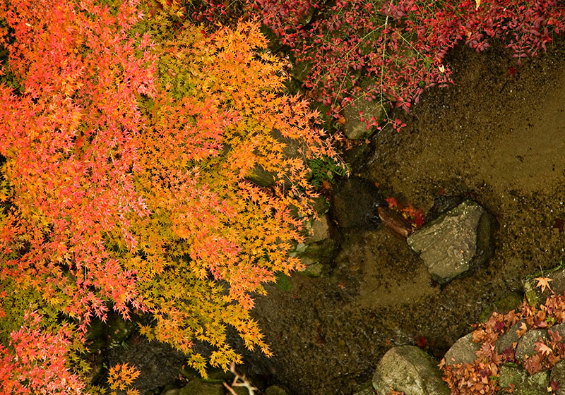 万博記念公園にあるソラードからの景色。紅葉を上から眺める