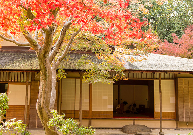 茶室の秋の風情が和の美しさを演出。万博記念公園の汎庵・万里庵