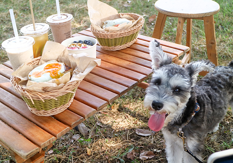 愛犬と大阪の難波宮跡公園でレンタルピクニック！