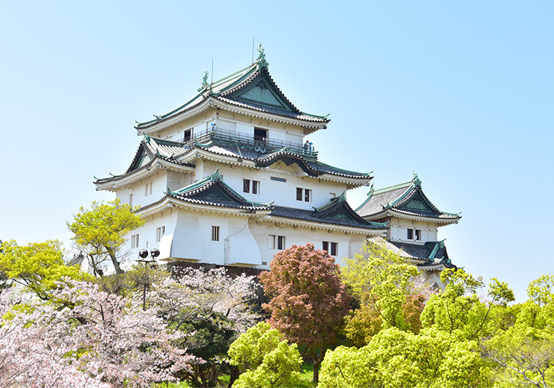 Wakayama Castle main tower among cherry blossoms