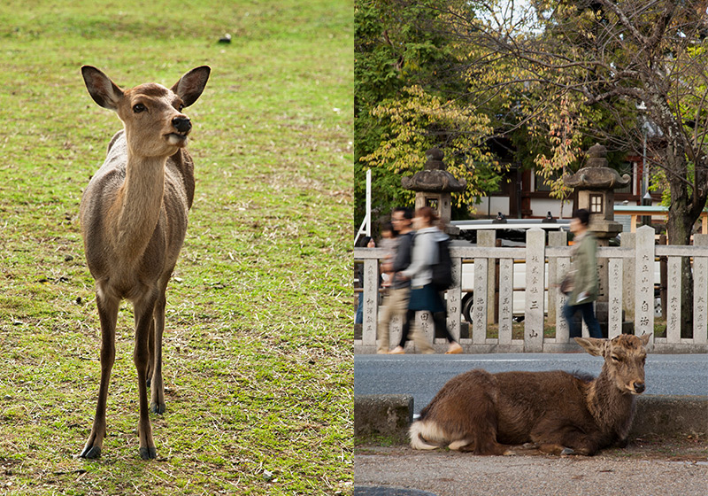 deer at Nara Park