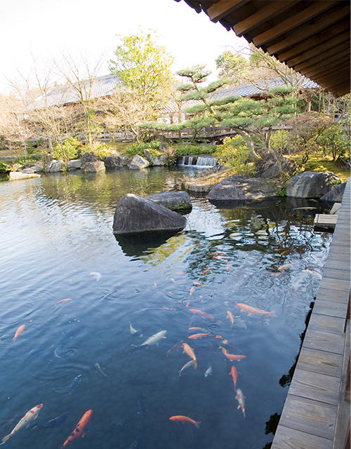 koi pond at Kokoen Garden in Himeji