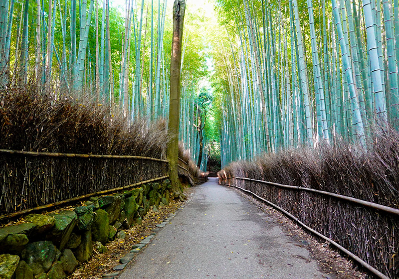 famous bamboo grove in Kyoto