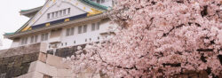 大阪城天守閣と桜