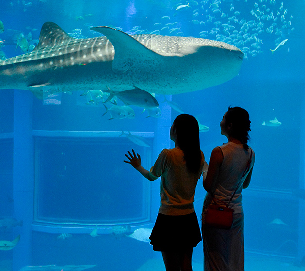whale shark swimming in big tank at Kaiyukan, Osaka Aquarium