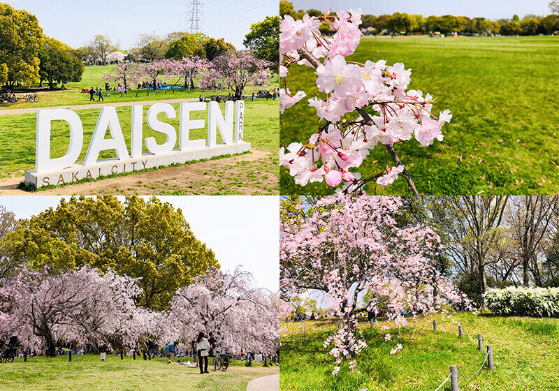 大仙公園の桜