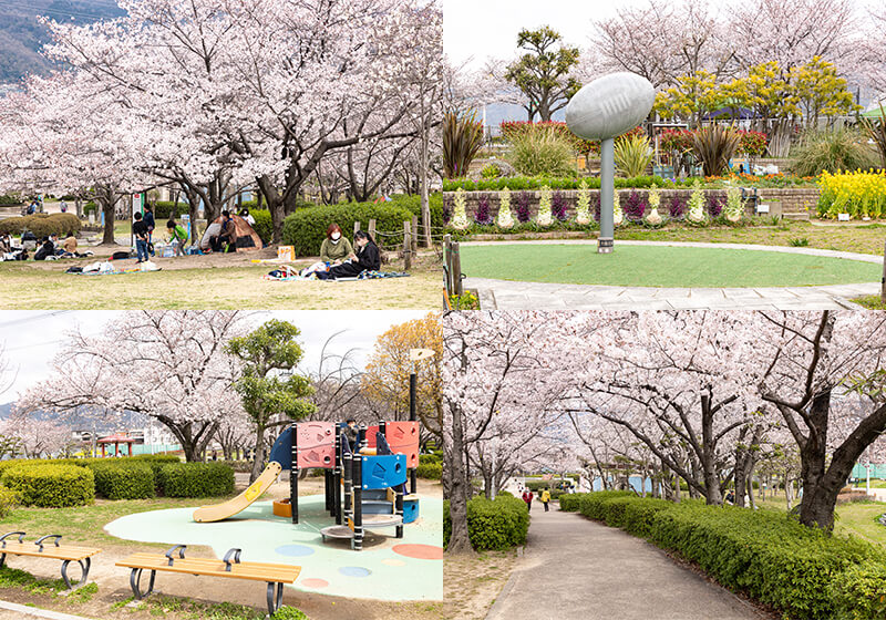 花園中央公園の桜