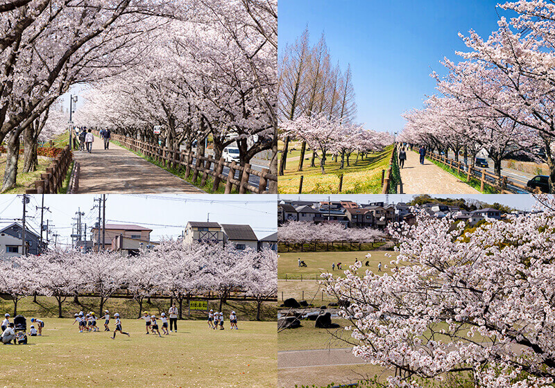 打上川治水緑地公園の桜