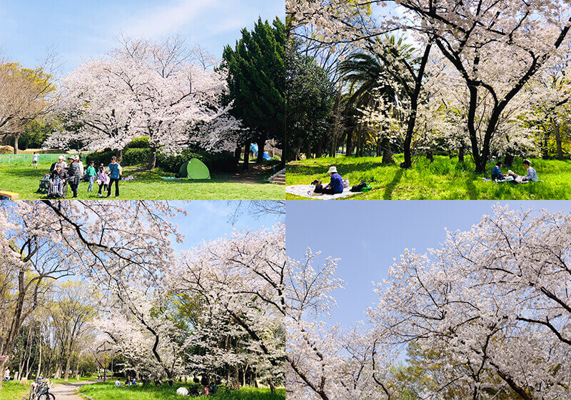 大泉緑地の桜