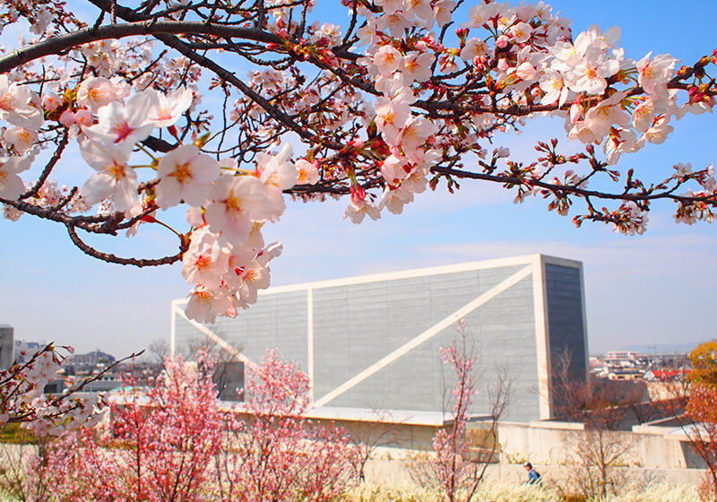 大阪の桜が綺麗な公園