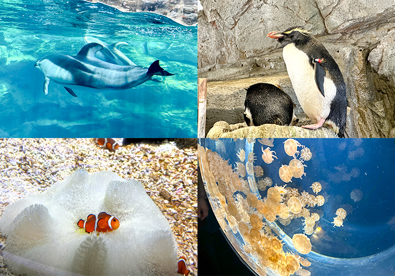 海遊館暮らす生き物たち