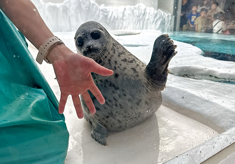 海遊館のアザラシさん