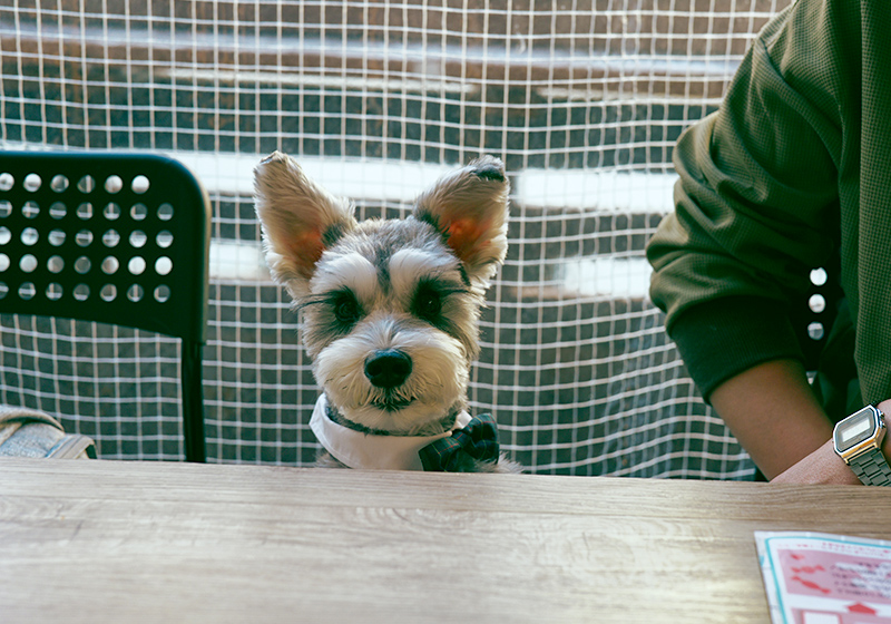 「たまごのたまこ」ペット同伴OK